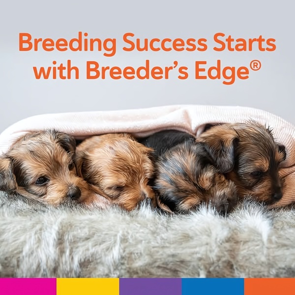 A 1:1 square ad featuring four adorable puppies sleeping under a blanket, paired with a high-trust value proposition regarding breeding success.
